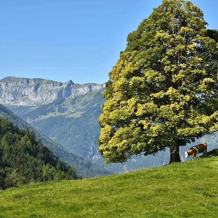 Alps & Maple *